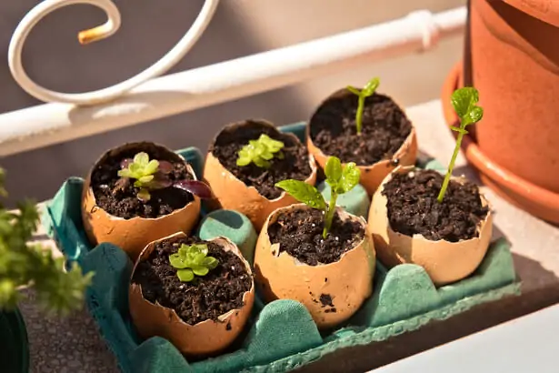 Coquilles d'œufs au jardin : 5 astuces 🥚🧑‍🌾