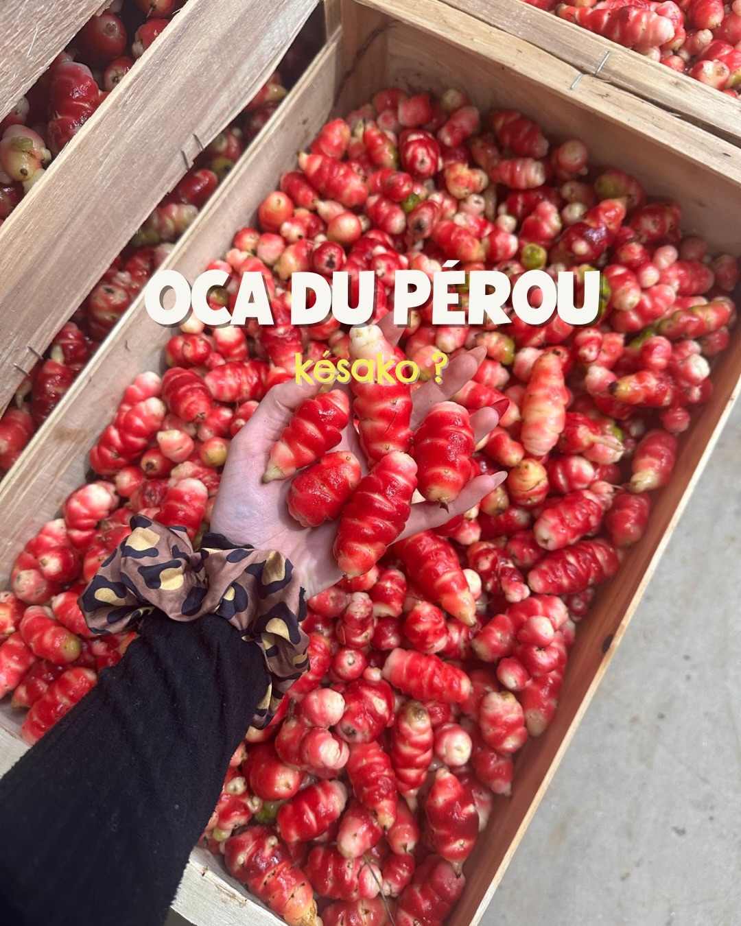 Oca du Pérou : bienfaits et idées recettes faciles